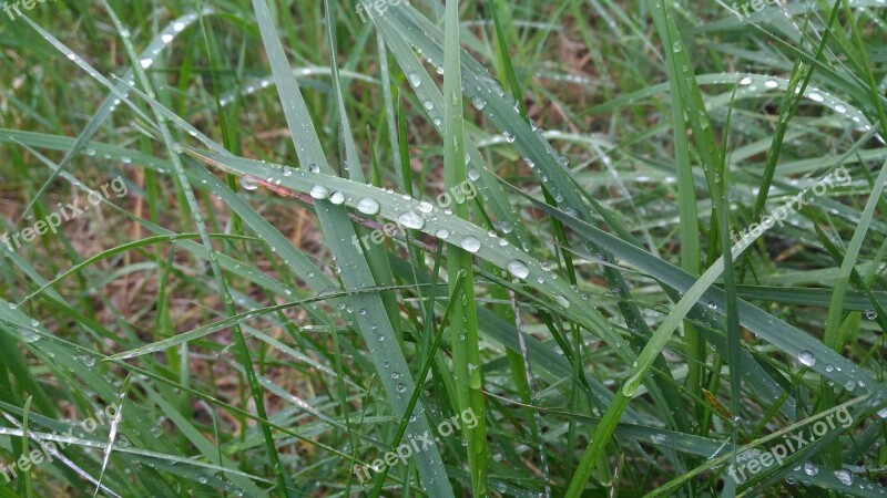 Water Drops Grass Green Growth Natural