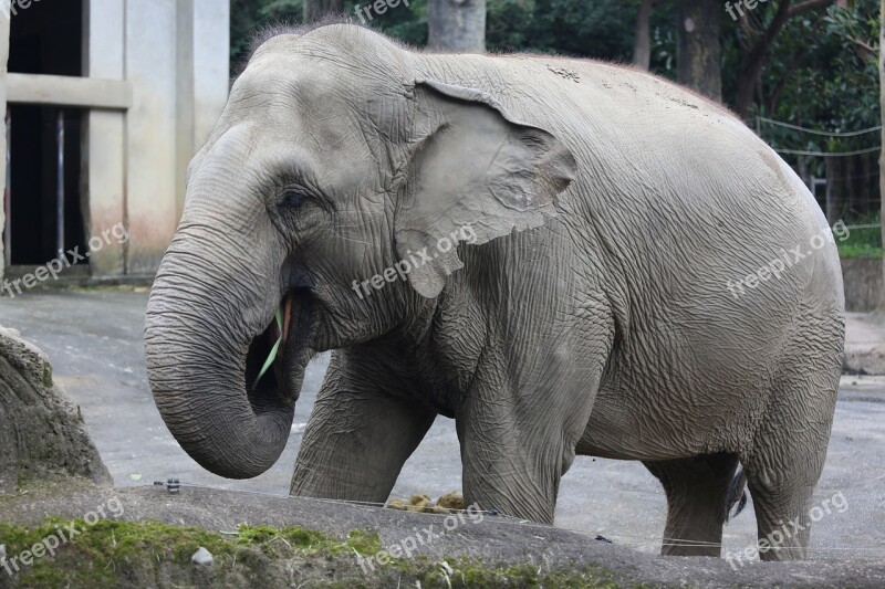 Pet Elephants Zoo Free Photos