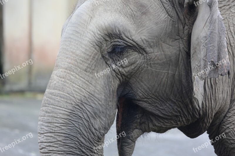 Pet Elephants Zoo Free Photos