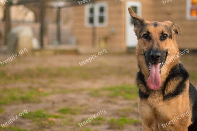 Dog German Shepard Backyard German Shepard