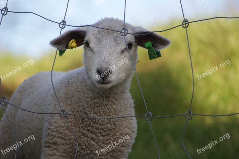 Lamb Sheep Lemming Free Photos