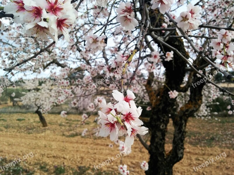 Flowers Flowery Branch Nature Spring Flowering Almond Trees