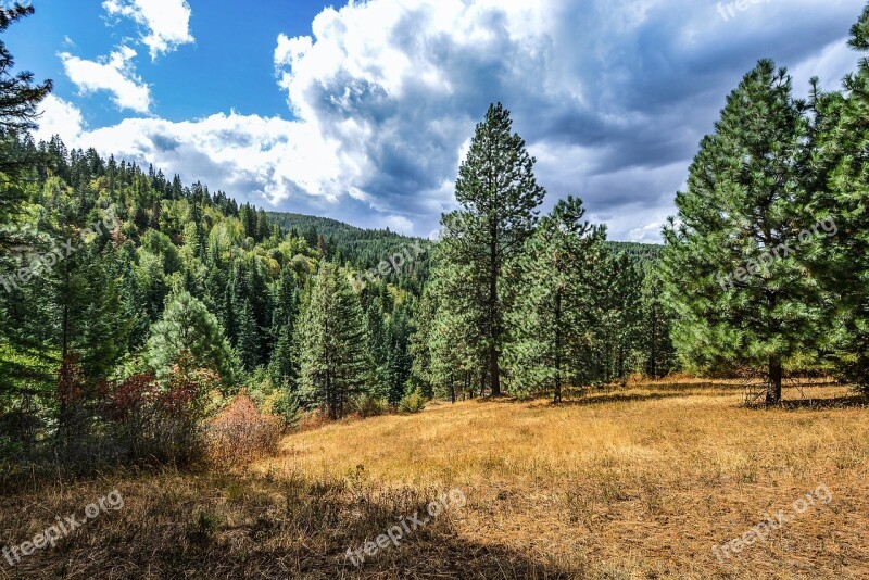 Forest Meadow Rustic Country Rural