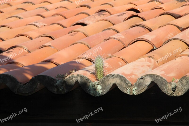 Cactus Roof Backcountry Sergipe Brazil