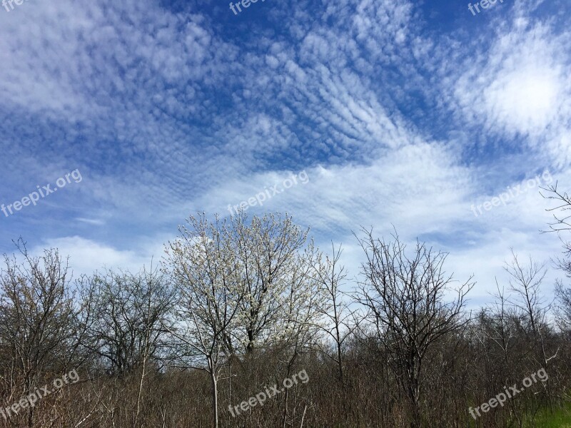 Clouds Sky Cirrus Stratus Blue