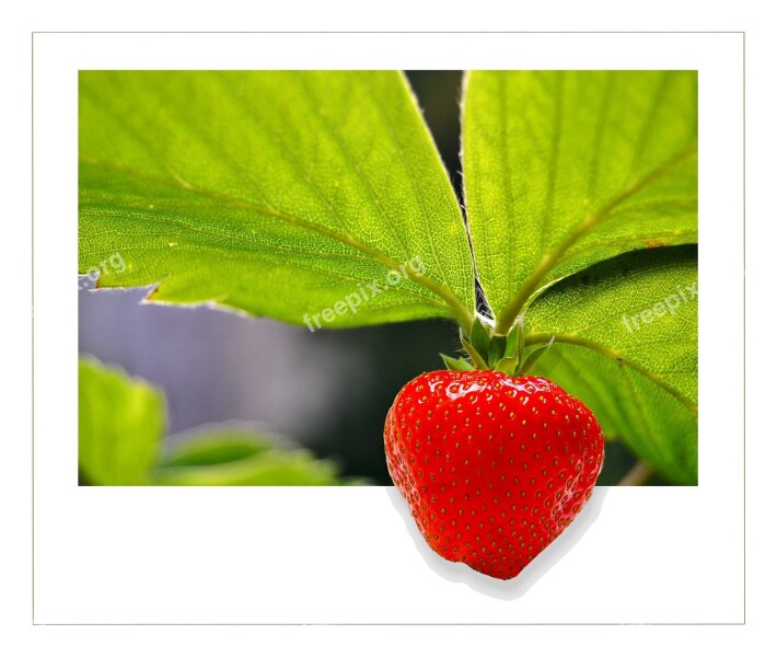 Strawberry Fruit Berry Fruits Sweet