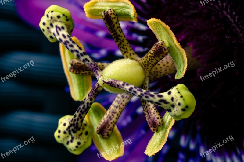 Passion Flower Flower Plant Exotic Close Up