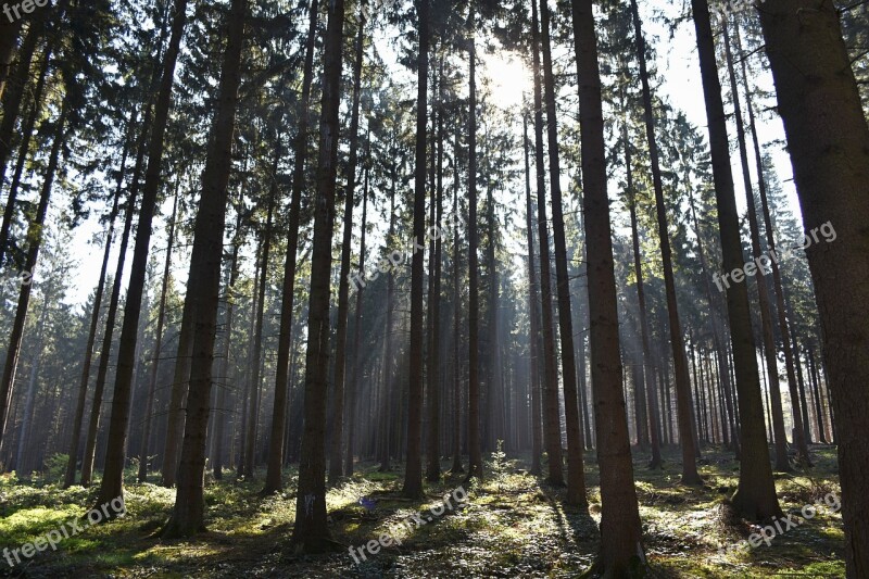 Trees Forest Sun Rays Nature Tree