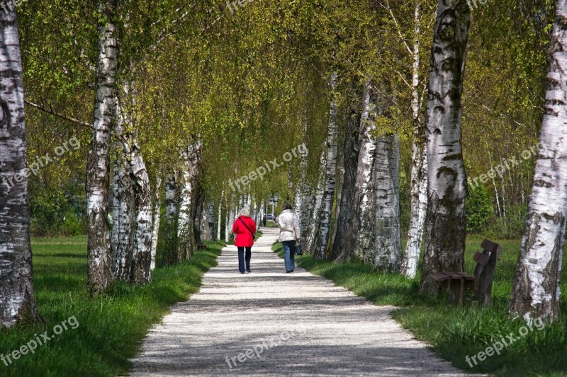 Spring Avenue Birch Walkers Personal