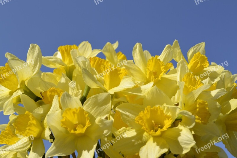 Flower Daffodil Bulbous Plant Spring Spring Flowers