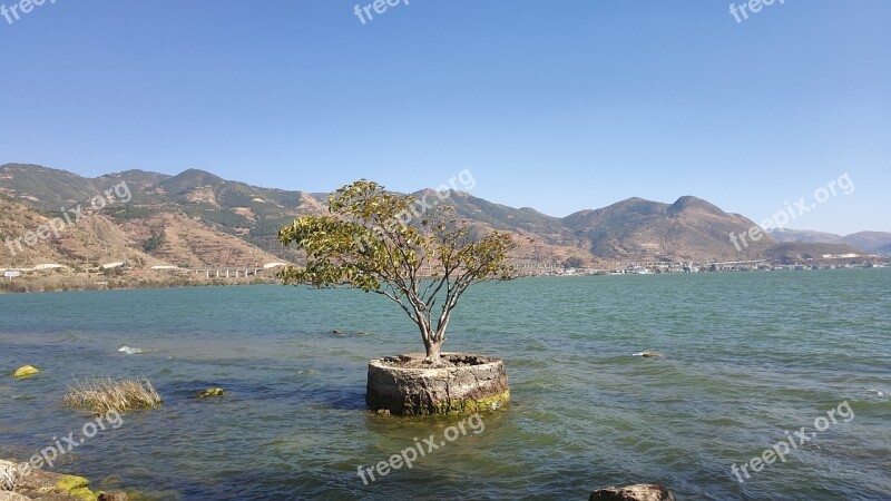 Erhai Lake Trees No Pollution Free Photos