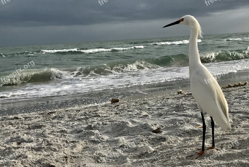 Snowy Egret Shoreline Egret Bird Nature