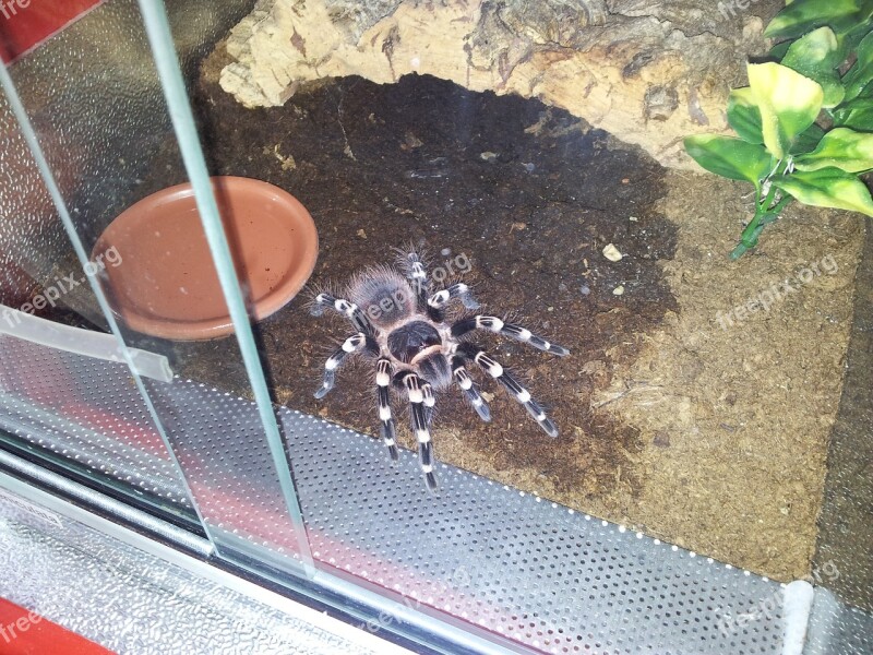 Tarantula Spider Brown Exotic Arachnophobia