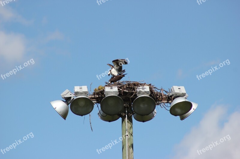 Osprey Bird Nest Nature Predator