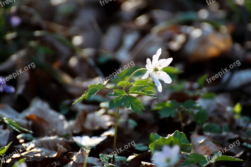 Wood Anemone Flower Forest Flower Nature Forest