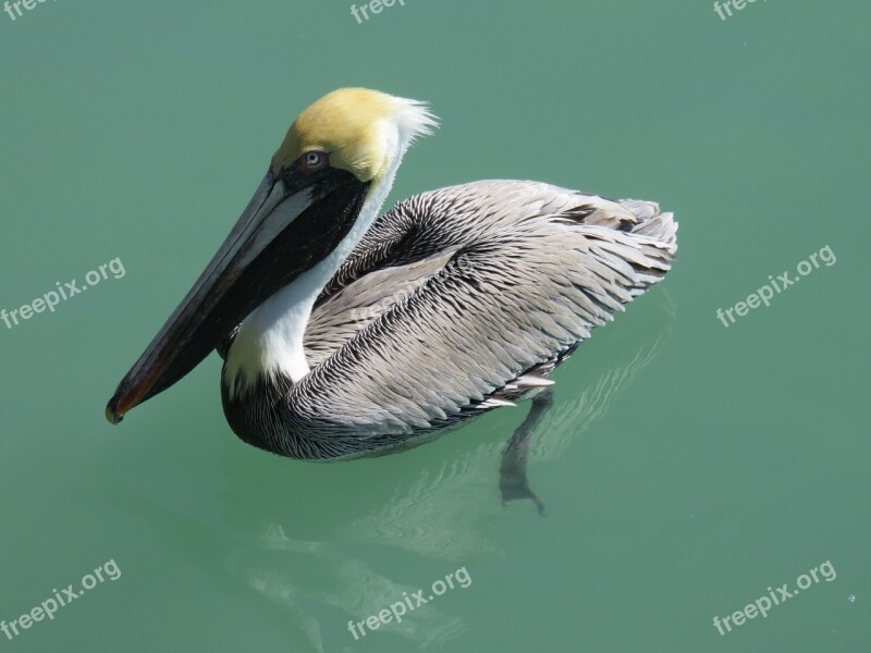 Pelikan Water Bird Nature Seevogel Free Photos