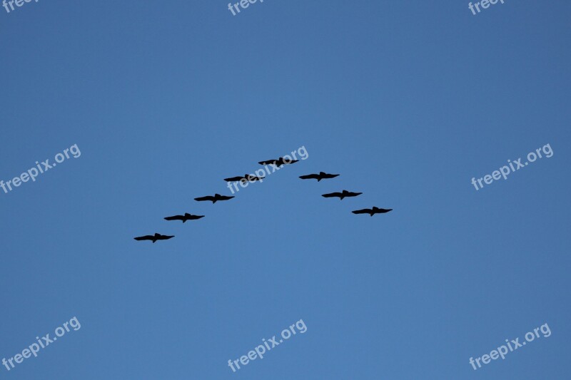 Birds Nature Flying Birds Free Photos