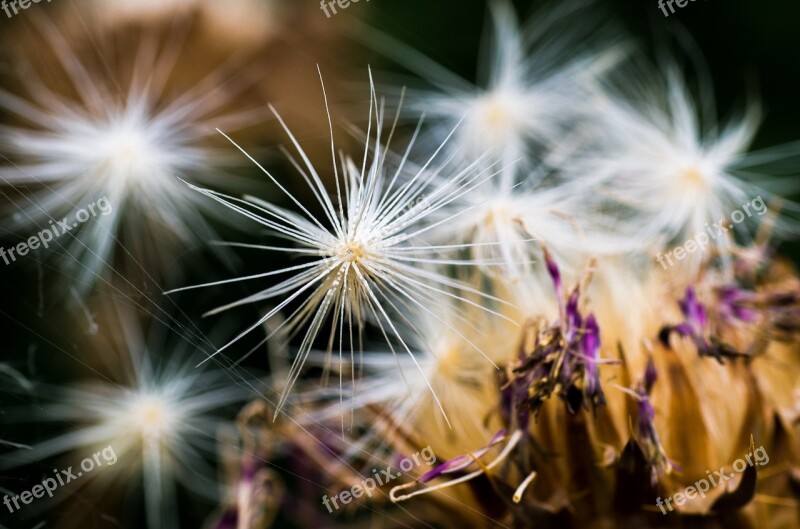 Nature Seeds Plant Autumn Faded