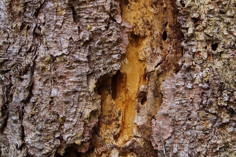 Log Tribe Insect Hotel Bee Hotel Morsch