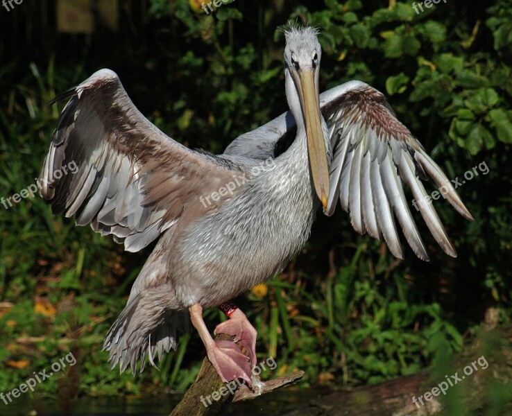 Pelican Stretch Bird Wing Span Wing