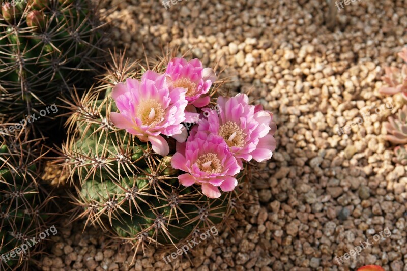 Cactus Flowers Plants Nature Thorn