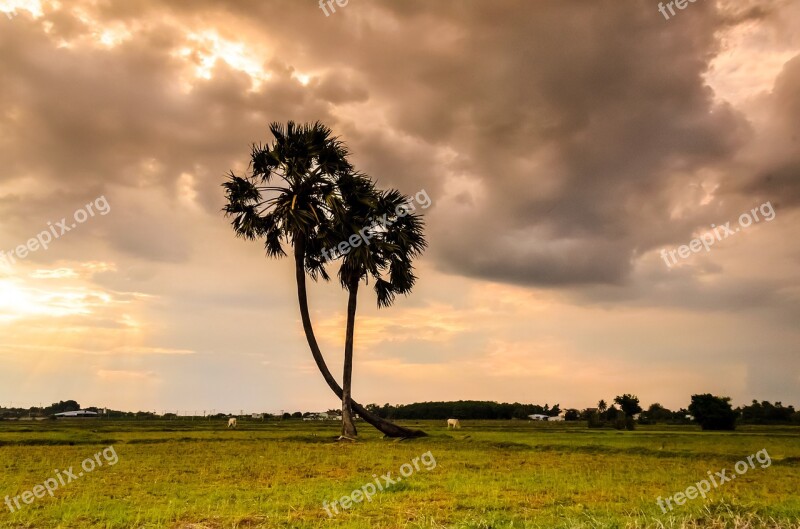 Tree Thot Palm Trees Natural Scenery