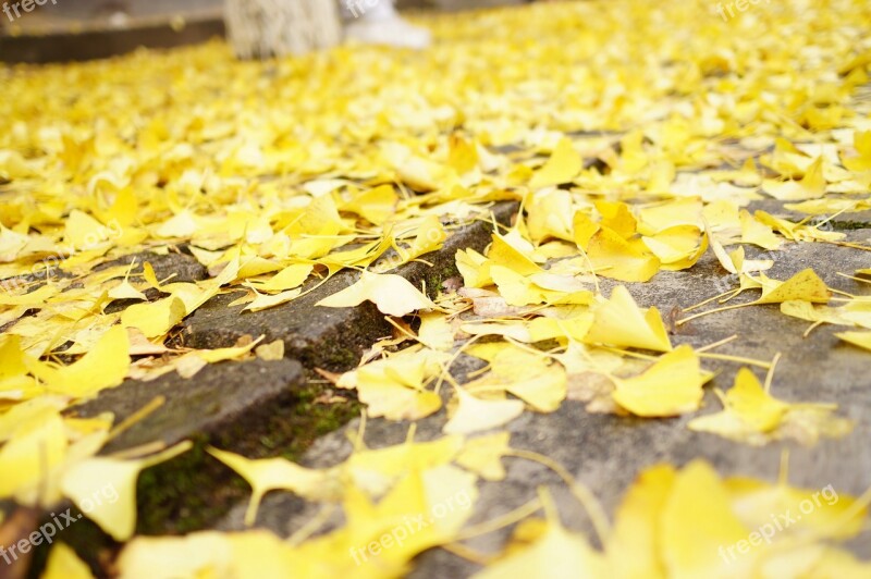 Simple Flowers And Plants Ginkgo Free Photos