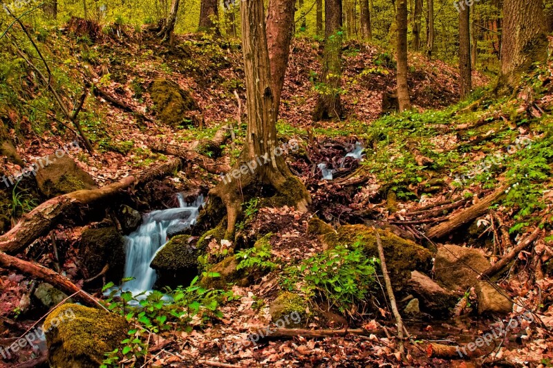 Spring The Creek Water Forest Trees