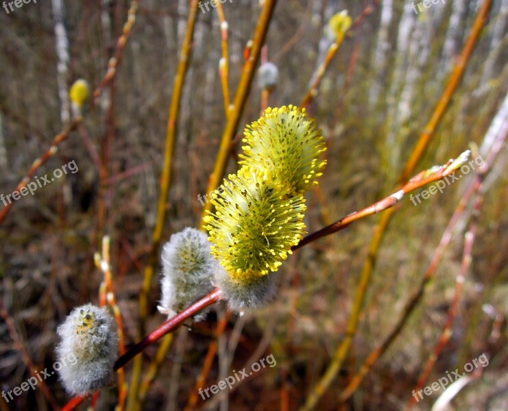 Verba Kidney Spring Branch Nature