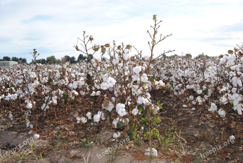 Cotton Agriculture Field Missouri Harvest