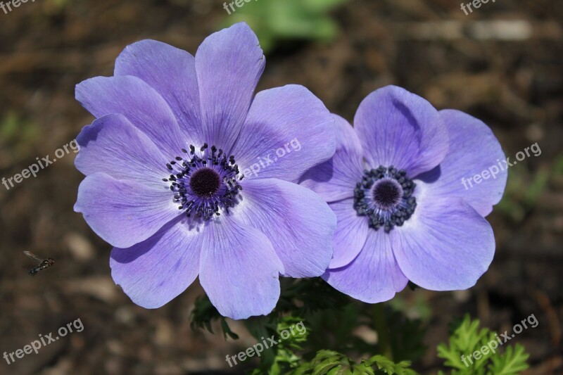 Anemone Flower Blue Perennial Garden