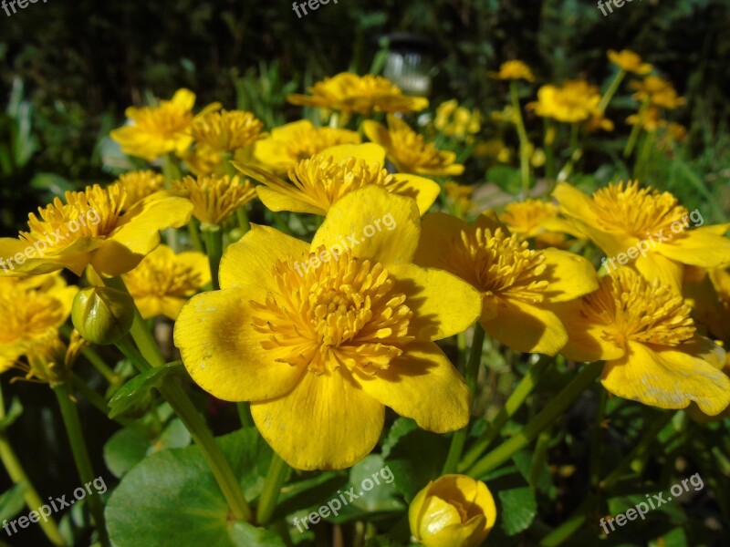 Caltha Palustris Yellow Flowers Hahnenfußgewächs Aquatic Plant