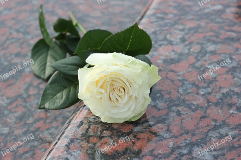 White Rose Purity Red Marble Gravestone Grave