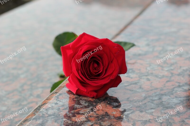 Red Rose Red Marble Gravestone Grave Symbol