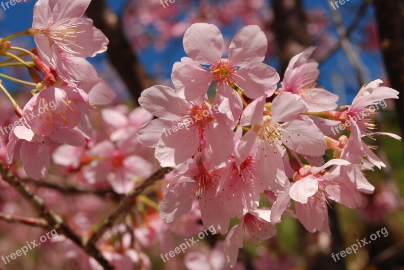 Flower Spring 櫻 Pink Flower Natural Flowers And Plants