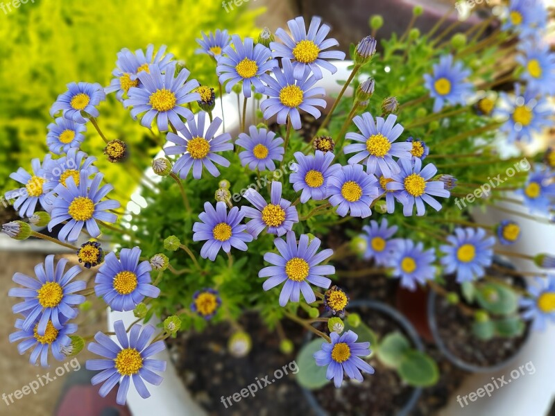 Purple Potted Plant Flowers Mini Potted Tue-sa