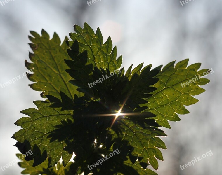 Sheet Sun Beam Plant Free Photos