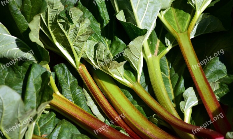 Rhubarb Green Garden Vegetables Rhabarber Red