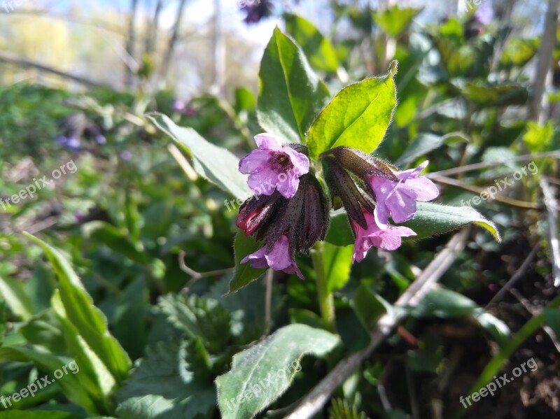 Lungwort Flower Spring Flower Macro Free Photos