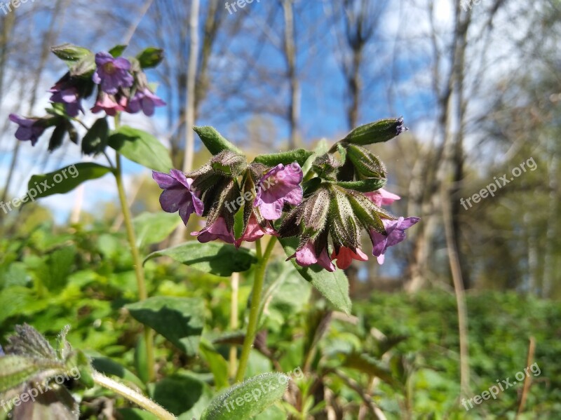 Lungwort Flower Spring Flower Macro Free Photos