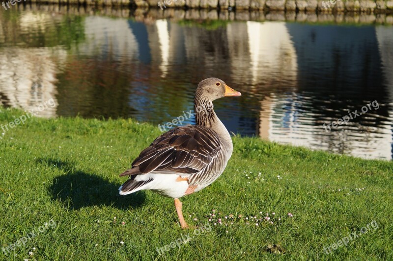 Bird Goose Wild Goose Poultry Animal