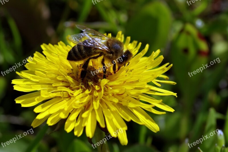 Bee Flower Dandelion Sonchus Oleraceus Yellow