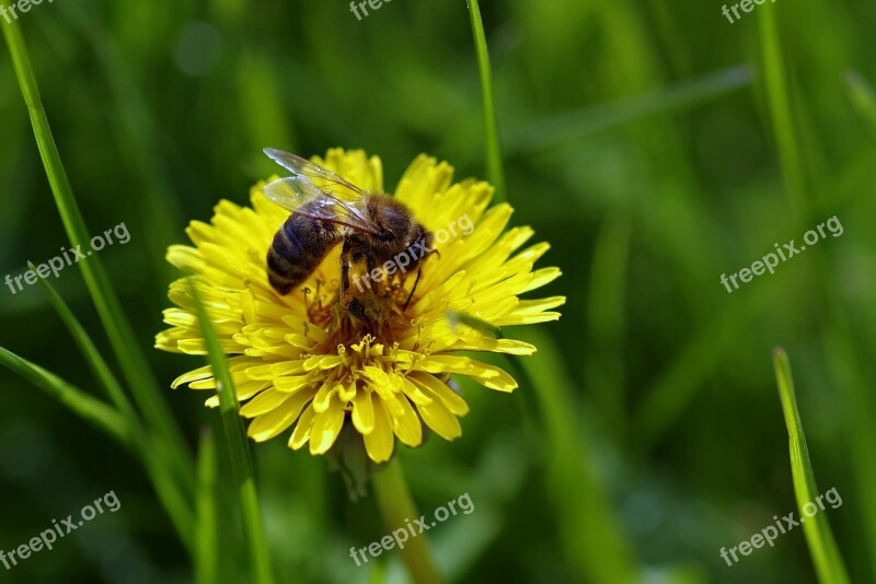 Bee Flower Dandelion Sonchus Oleraceus Yellow