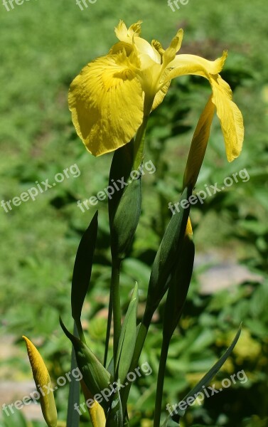 Yellow Iris With Buds Swamp Iris Flower Bud Blossom