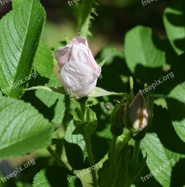 Pale Pink Rosebud Rugosa Rose Flower Blossom Bloom