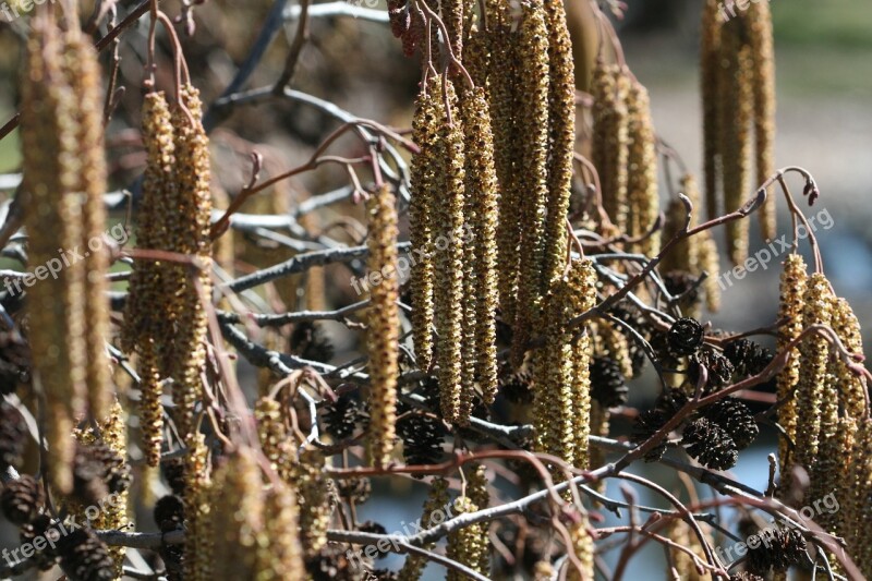 Catkins Nature Spring Plant Branch