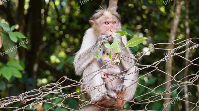 Motherhood Monkey Life Animal Child Mother Life