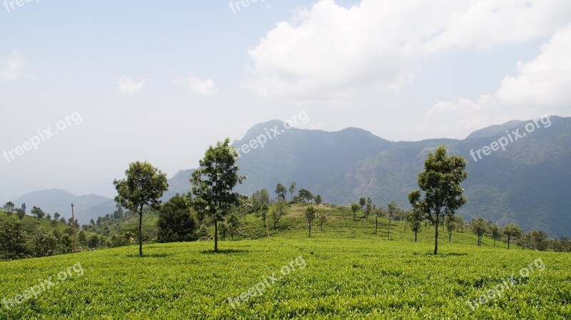 Tea Garden Nature Plantation Tea Garden