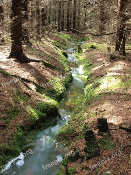 Bourn Forest Surface Water Nature