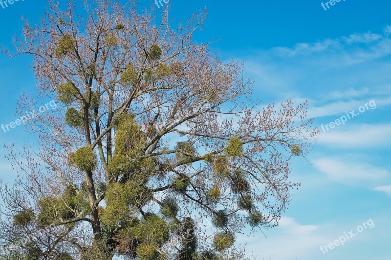 Landscape Meadowlands Tree Bare Branches Blue